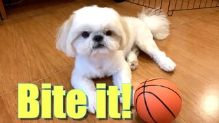 Borgy Attempts To Bite & Grab Hold of the Ball With His Mouth ( Cute & Funny Shih Tzu Dog Video)