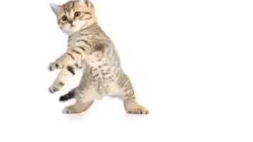 #Cat OH YAY