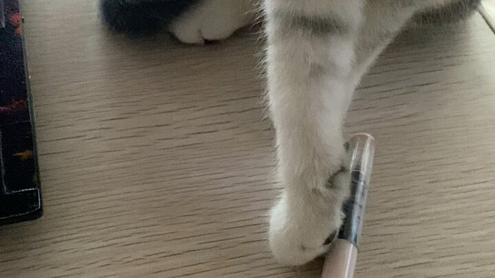 Cat gets frustrated because she can't hold a pen