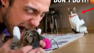 Funniest Cat Videos That Will Make You Laugh 29 Funny Cats