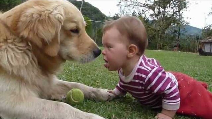 A Golden Retriever, a Baby and a Tennis Ball