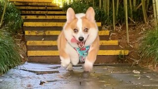 Corgi จะมีปฏิกิริยาอย่างไรหากเจ้าของและเจ้าของเรียกสุนัขพร้อมกัน?