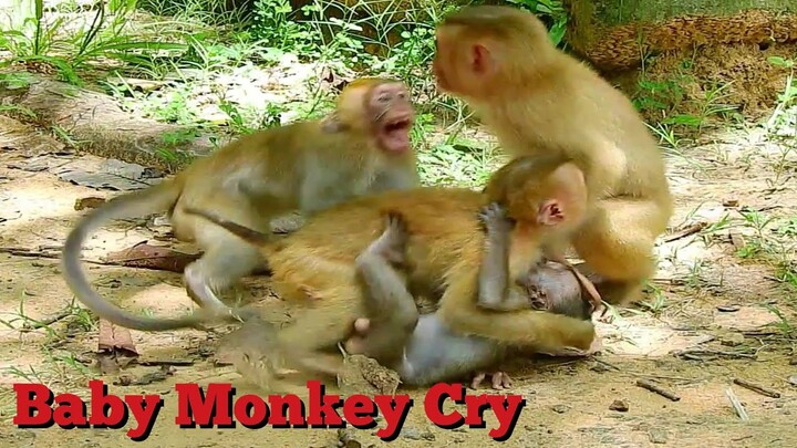 OMG Baby Monkey Cry Scaring, Monkey Try to Attack Baby Cry Very Much