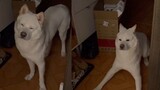 [Satwa] [Dog Person] Anjing mengantuk tidak bereaksi saat tuan pulang, lalu