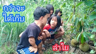 กว่าจะได้เก็บผลทุเรียน อย่าหาทำ555