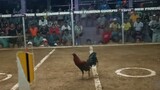 Our first 7 cock derby