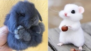 Cute Baby Animals Videos Compilation | Funny and Cute Moment of the Animals #1 - Cutest Animals 2023