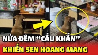 Chú chó NỬA ĐÊM ngồi trước BÀN THỜ để CẦU XIN khiến gia chủ HOANG MANG 😂 | Yêu Lu