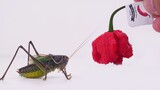 [Animals][Vlog]Feeding the world's hottest pepper to a katydid