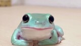 [Động vật]Những khoảnh khắc dễ thương của ếch cây khi được cho ăn
