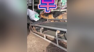 có làm thì mới có ăn nhé🤣🤣  CuLuaThang4 TVSHOWHAY TikTokSoiPhim thúcưng chó xuhuong pet petlover