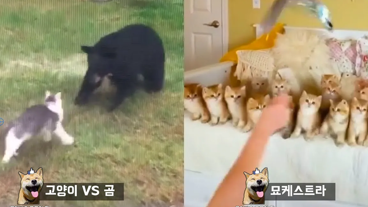 แมวที่สอนหมีป่าอย่างจริงจัง Funny animal meme