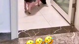 funny pig at very smart🥰🥰🥰🥰🥰