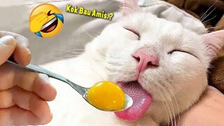 NGAKAK PARAH.!🤣 TERBARU 7 Menit Video Kucing Lucu Banget Bikin Ngakak  ~ Kucing Lucu Tiktok 2023