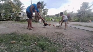 tabas VS pula