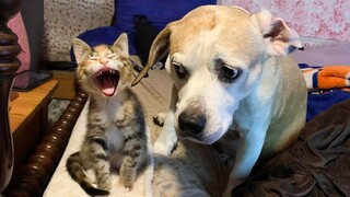 Funny Cats and Dogs Videos 2024🐱🐶 Best of Funny Pets of Week