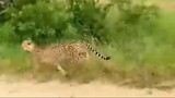 Cheetah chasing deers