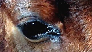 Ang mensahe Ng four horsemen para sa PILIPINAS