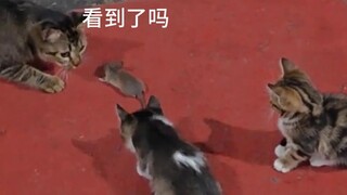 猫妈妈抓老鼠教学时间