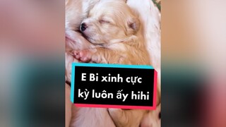 E Bi nhà tớ đáng yêu ko nào? cunyeucuadua chó chócon chókhôn chócute