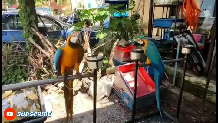 CUTE LOVE BIRDS SO AMAZING