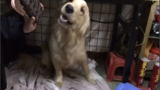 Golden Retriever: Silakan Pukul Aku!