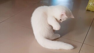 Saat kucing kecil tiba-tiba menyadari satu ekor berputar dengan cepat.