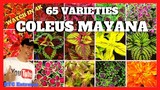 MOST POPULAR COLEUS (MAYANA) PLANT VARIETIES