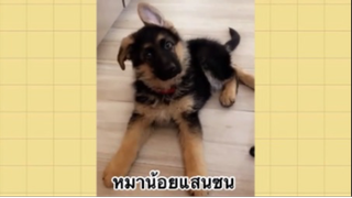 เพื่อนตัวน้อย สัตว์เลี้ยงแสนซน : หมาน้อยแสนซน