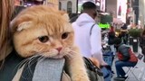 People Are Not As Good as Cats series, the owner takes the cat cosplay around the world