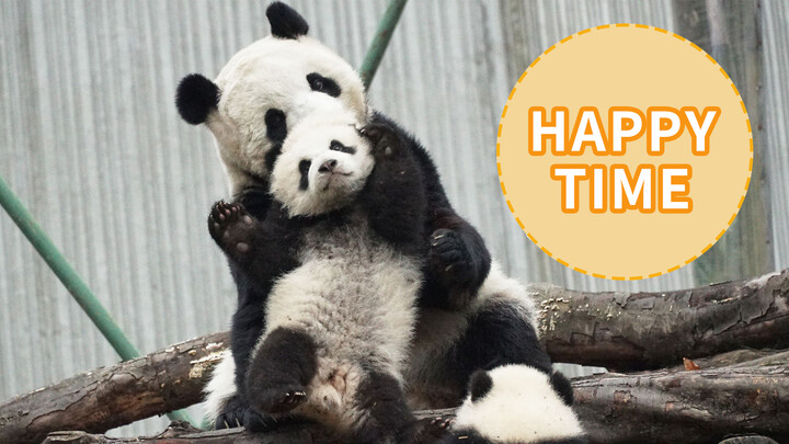 【Panda Da Bai Tu】New Mother Cuddling her New Cubs A Happy Family