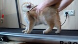 [Animals]A cute Kitty's treadmill challenge