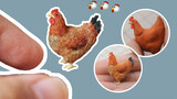 Kerajinan Tangan|Model Ayam Betina Mini