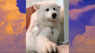 CUTE PET #น่ารัก&ตลก #5555+