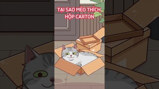 Tại sao mèo thích hộp carton? #shorts #trithucplus #trithuc