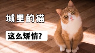 农村的猫吃剩饭，城里猫吃猫粮还嫌便宜，这么矫情？