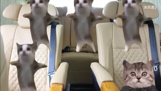 【Meme mèo】Về lần tôi giơ ngược lá cờ quốc gia trước toàn trường
