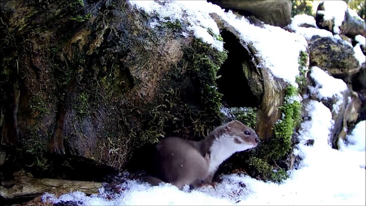 Robert E Fuller: A Weasel's first snow fall. Watch it's pleasure as it pounces in the cold stuff.