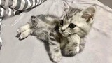 Cute Baby Cats - Lovely Super Cute Kittens In The World - Cute Cats