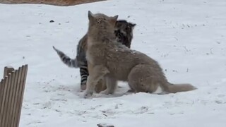 Kehidupan sehari-hari anak kucing dan anak anjing CINTA MEMBUNUH~