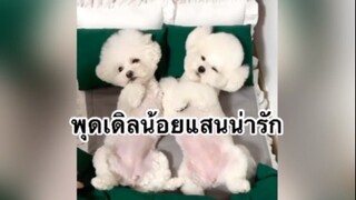 พุดเดิ้ลน้อยแสนน่ารัก