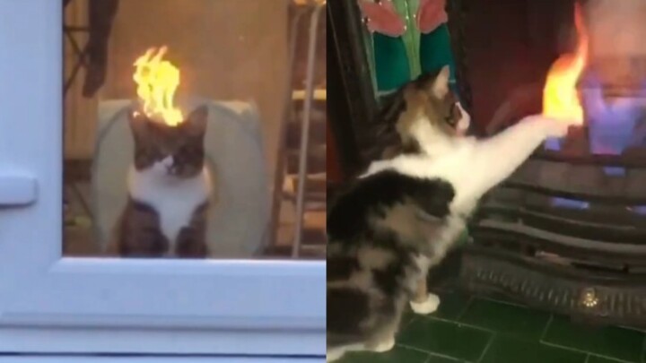 This little kitten can handle it! If there is fire, it will really reach out and roast it