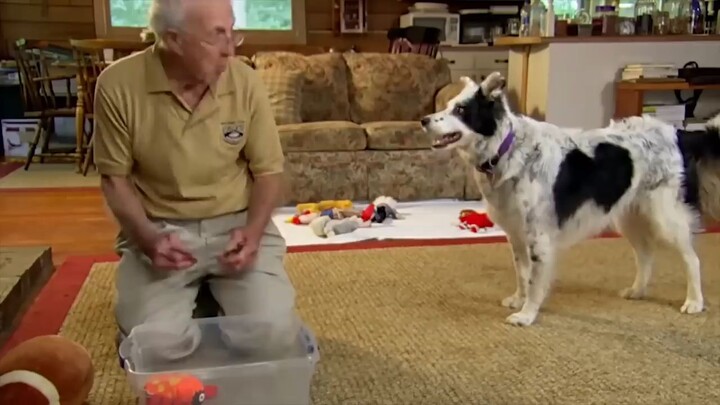 10 Best Trained _ Disciplined Dogs in the World_(720P_HD)