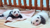 Panda kecil Hehua dan Heye