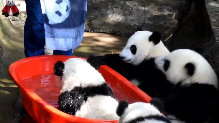 [Panda] Empat Anak Panda Sedang Mandi
