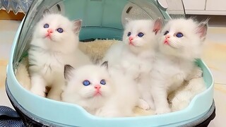 Funny Cat Videos - Cute And Lovely Cat Videos 2021😹| YUFUS