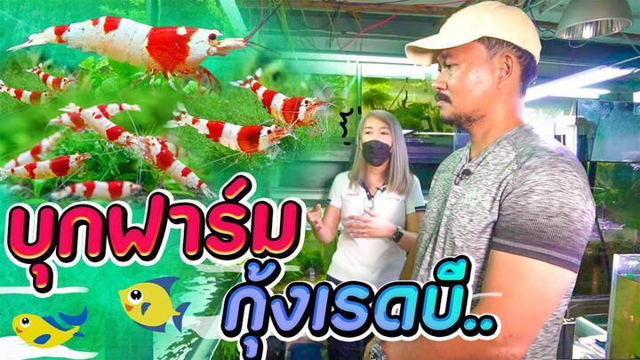ฟาร์มเพาะพันธุ์ กุ้งแคระ สุดน่ารัก