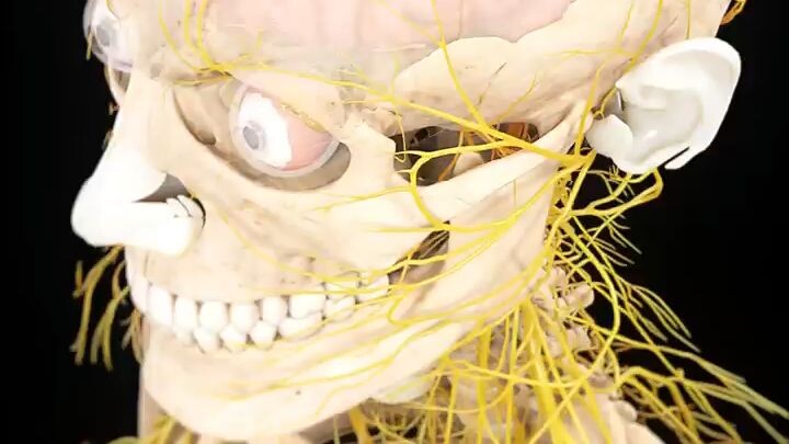 human body development
