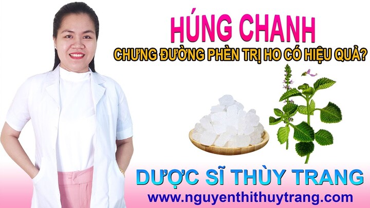 Húng chanh chưng đường phèn điều trị ho có hiệu quả không? | Dược Sĩ Nguyễn Thị Thùy Trang