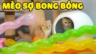 Liệu những chú mèo có sợ bong bóng?  | The Happy Pets #63